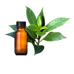 Tea Tree Essential Oil